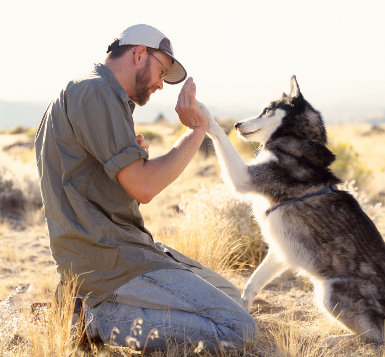 Man pet owner teaching training his Siberian husky dog. People with animals best friends, love, friendship, connection concept.