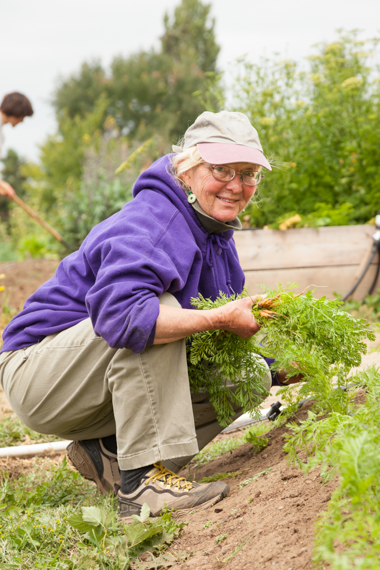 Happy, smiling, healthy, senior woman volunteer working in community garden. Active mature lifestyles.