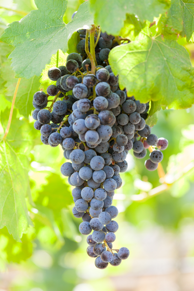 A bunch of ripe Merlot red wine grapes growing on a grapevine at a vineyard in Walla Walla, Washington, United States