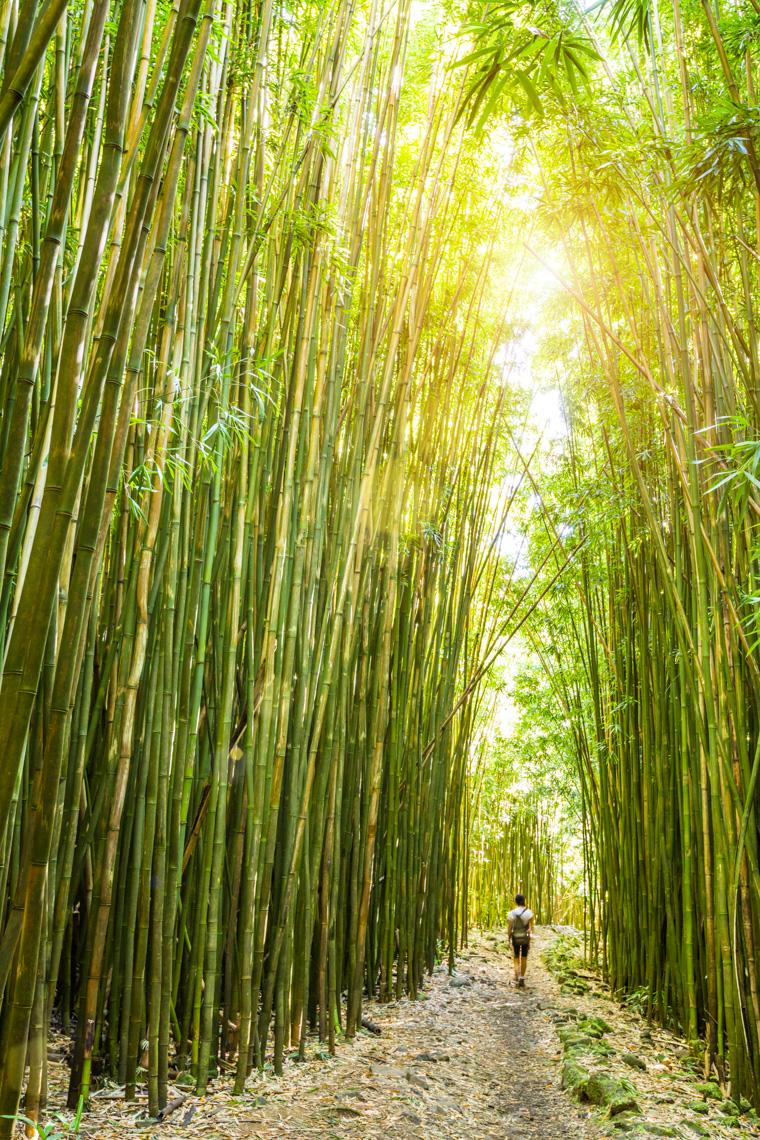 Woman hiking walking in giant bamboo forest, Haleakala National Park, Maui, Hawaii. Independent adventure travel concept.